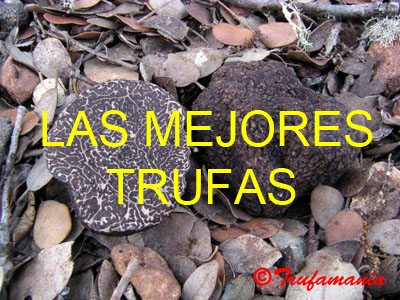 Las mejores trufas